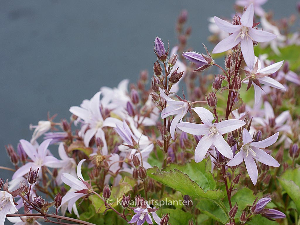 Campanula poscharskyana ‘Lisduggan Variety’