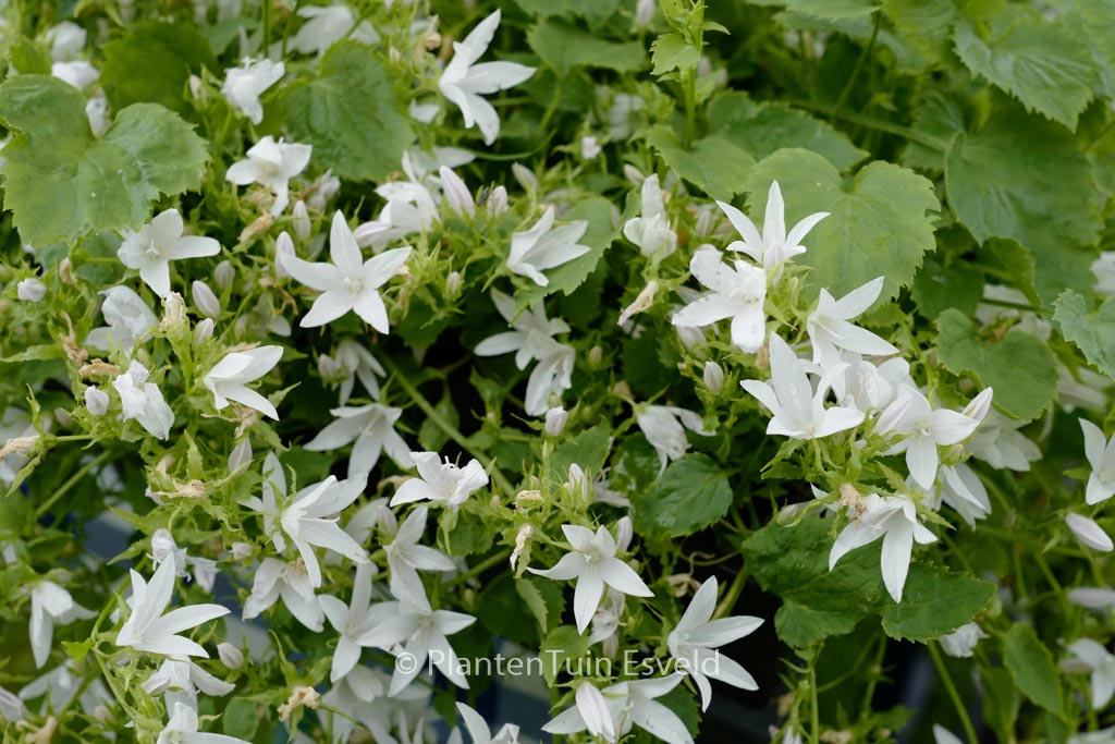 Campanula poscharskyana ‘Silberregen’
