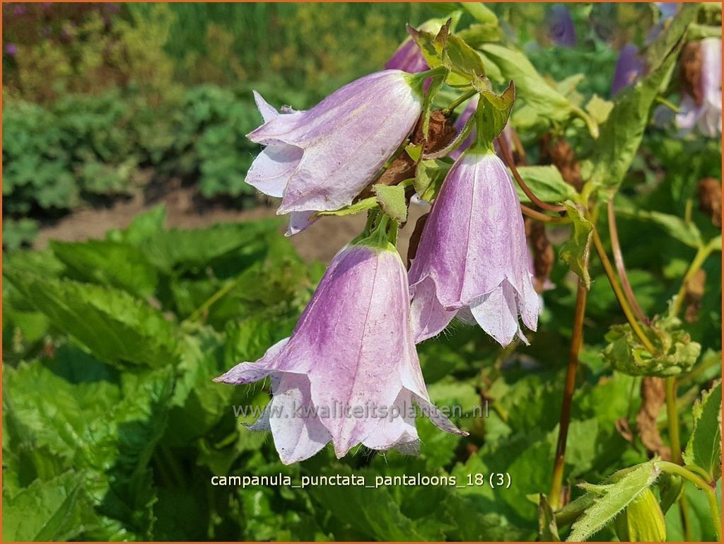 Campanula punctata ‘Pantaloons’