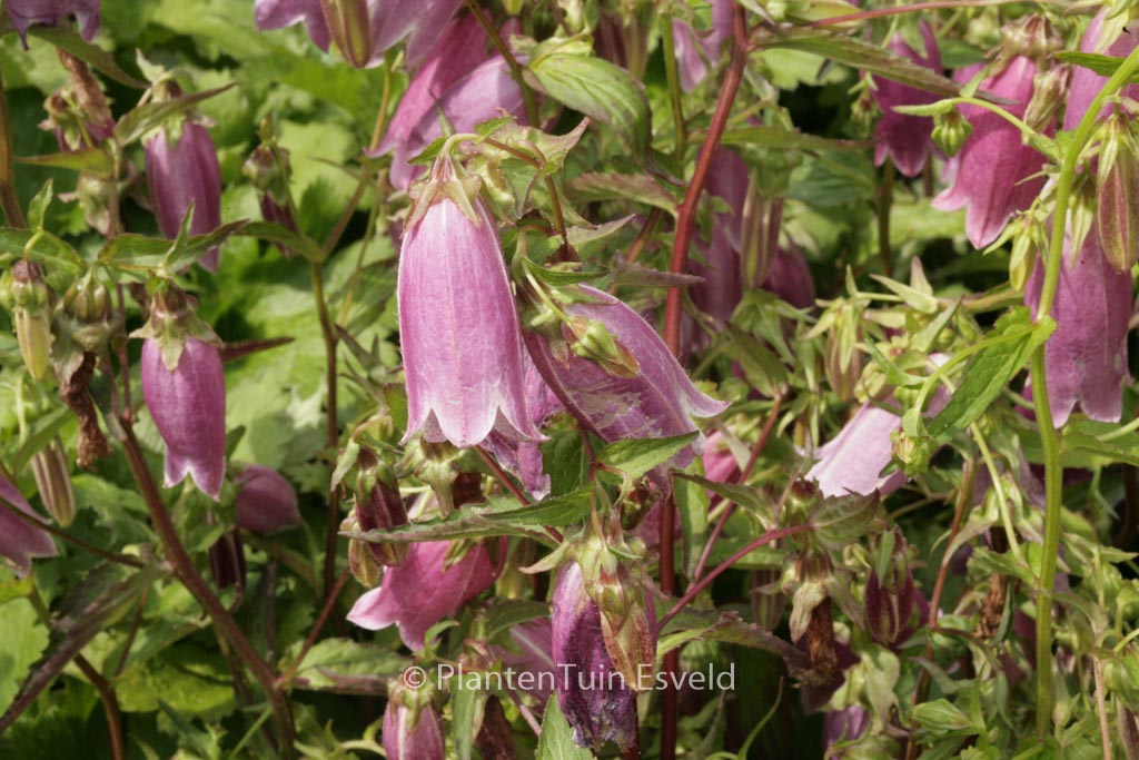 Campanula punctata