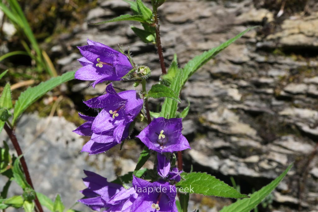 Campanula rapunculoides