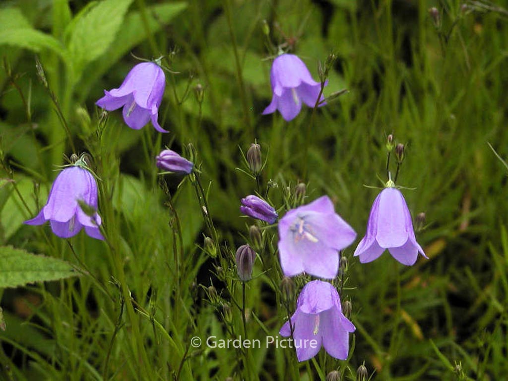 Campanula rotundifolia ‘Olympica’
