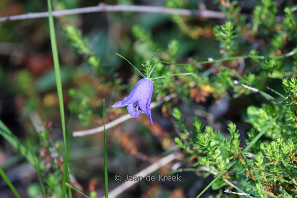 Campanula rotundifolia