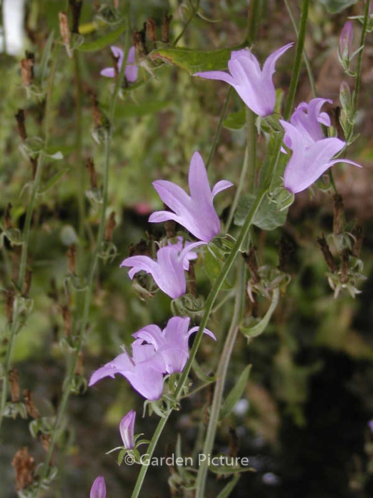 Campanula sarmatica ‘Hemelstraling’