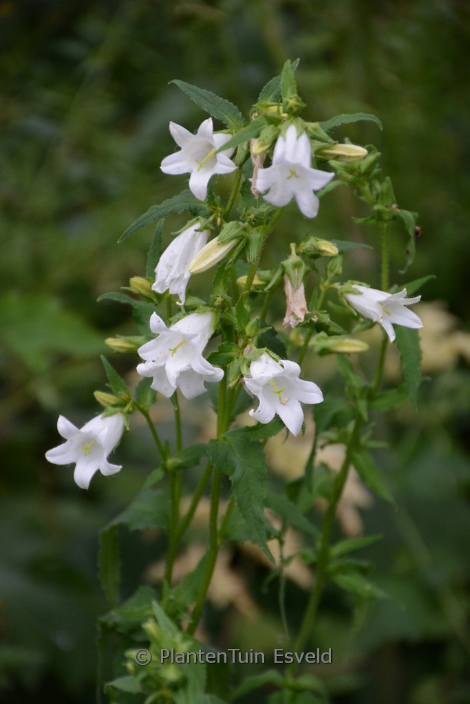 Campanula trachelium ‘Alba’