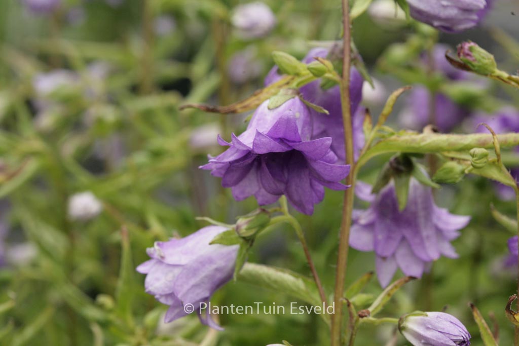 Campanula trachelium ‘Bernice’