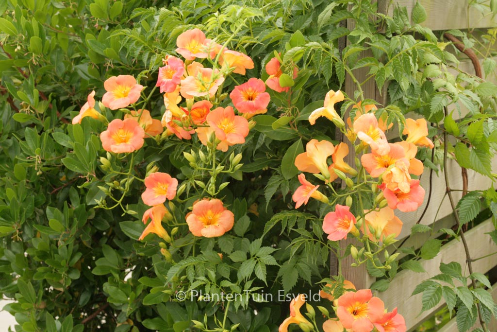 Campsis grandiflora ‘Fransa’