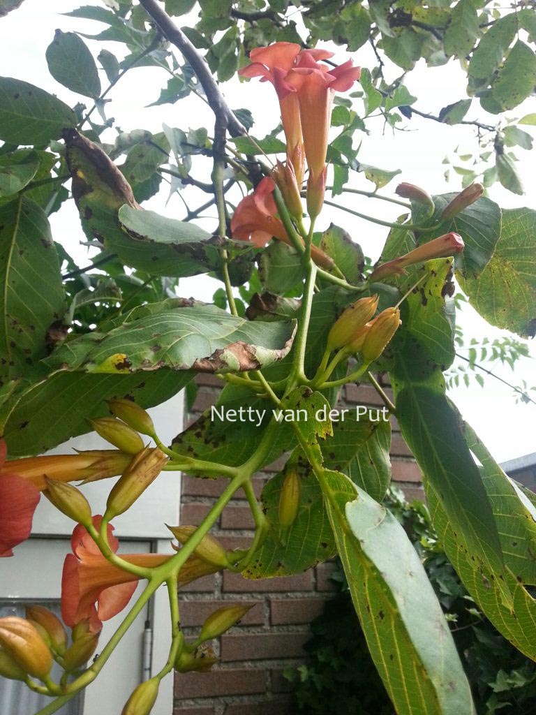 Campsis radicans ‘Flamenco’