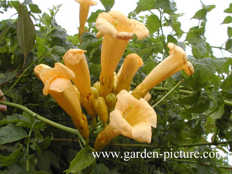 Campsis radicans ‘Flava’