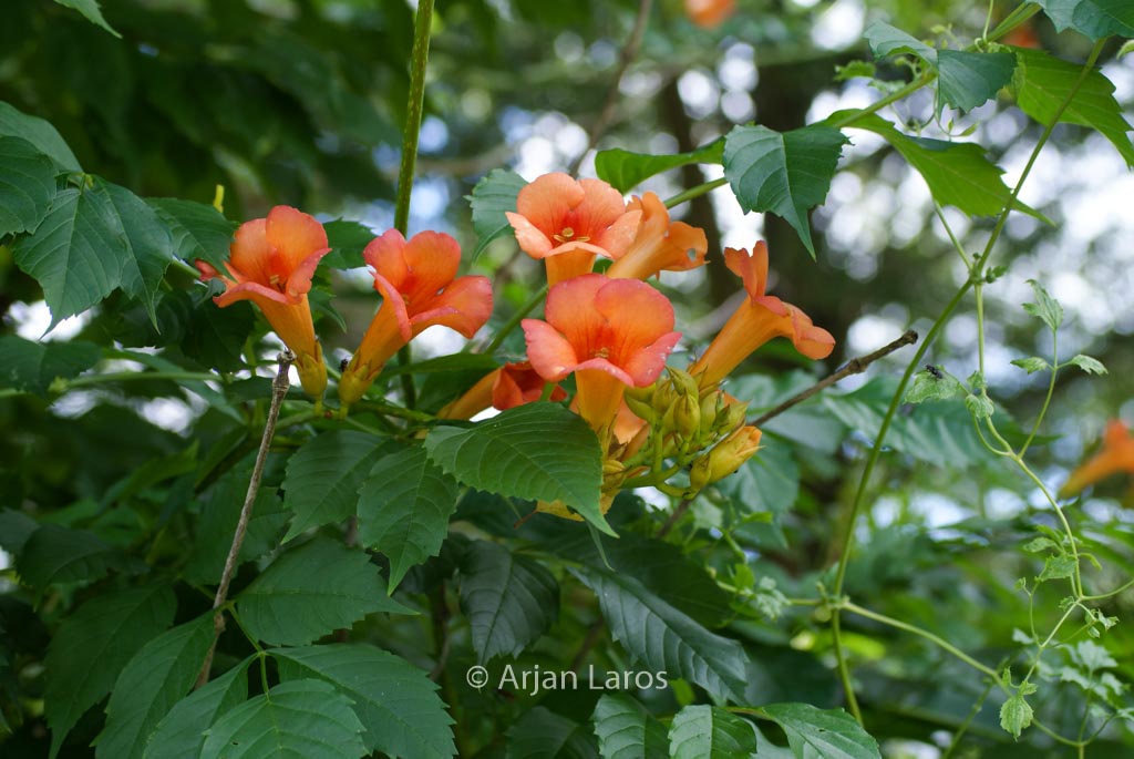 Campsis tagliabuana ‘Kudian’ (INDIAN SUMMER)