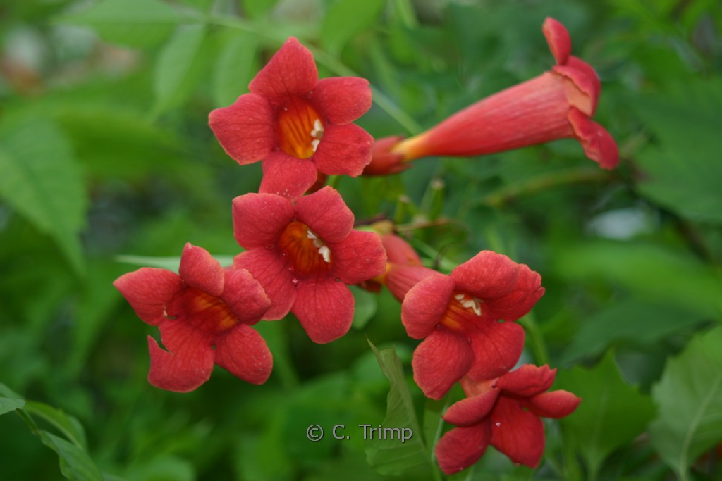 Campsis tagliabuana ‘Mme Galen’