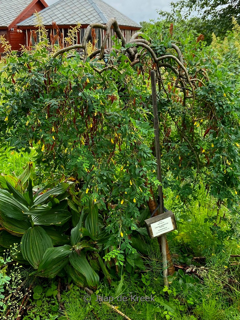 Caragana arborescens ‘Pendula’