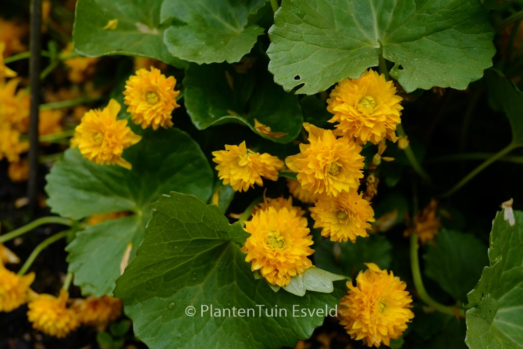 Cardamine pratensis ‘Flore Pleno’