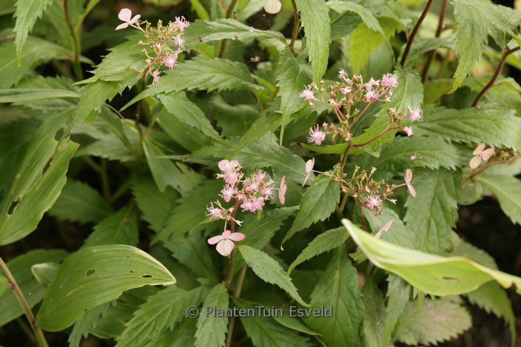 Cardiandra alternifolia ex ‘Gotemba red Flower’