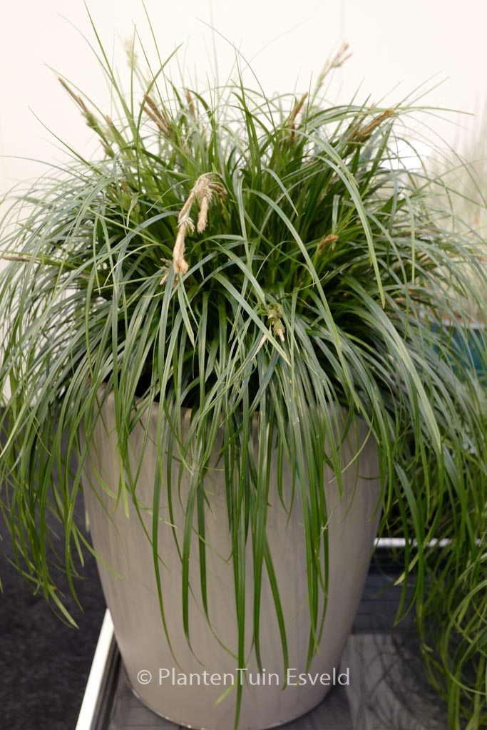 Carex ‘ET CRX02’ (RIBBON FALLS)