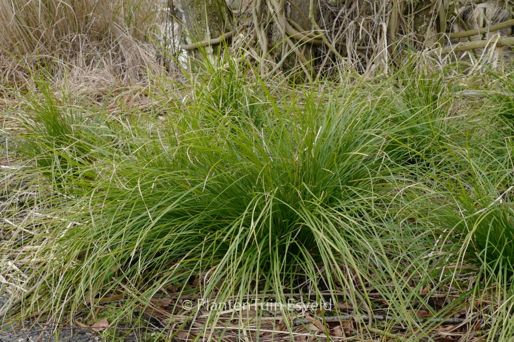 Carex ‘Kyoto’