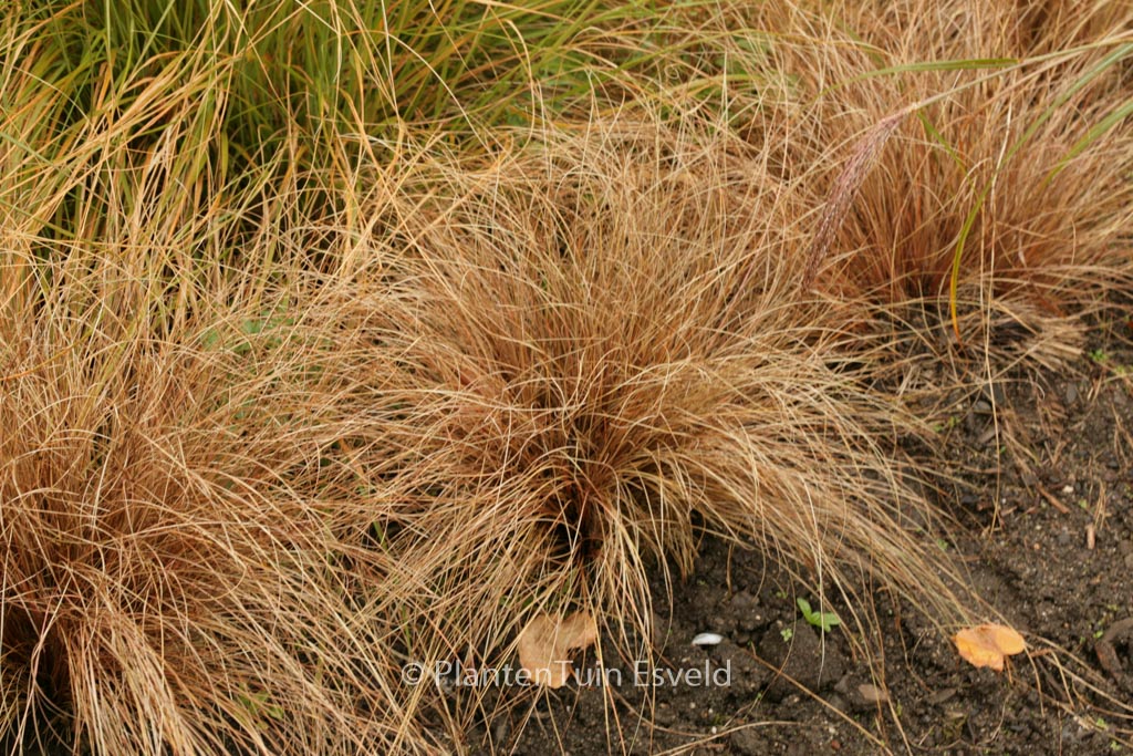 Carex comans ‘Bronze Form’