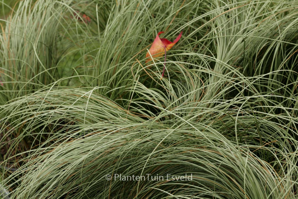 Carex comans ‘Frosted Curls’