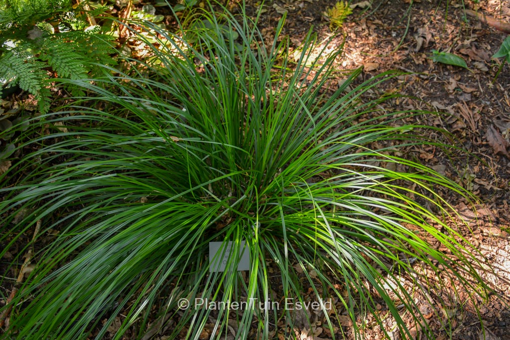 Carex lenta ‘Osaka’