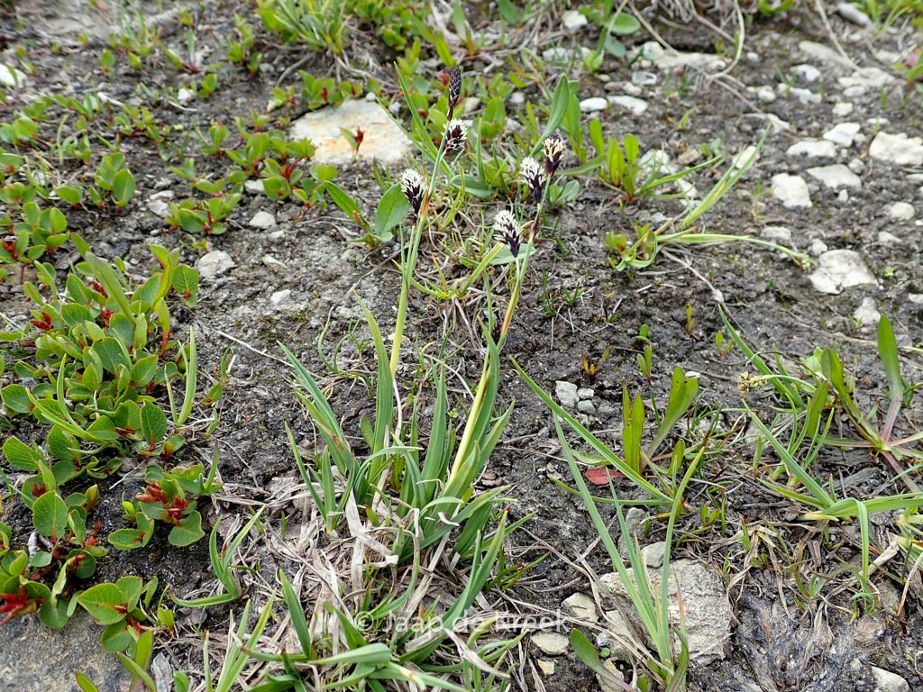 Carex montana