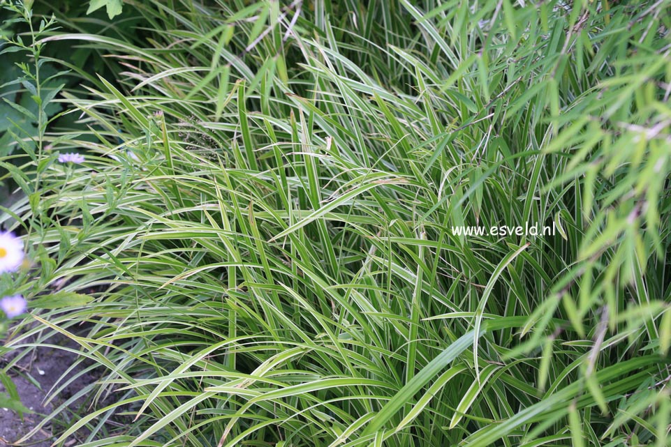 Carex morrowii ‘Ice Dance’