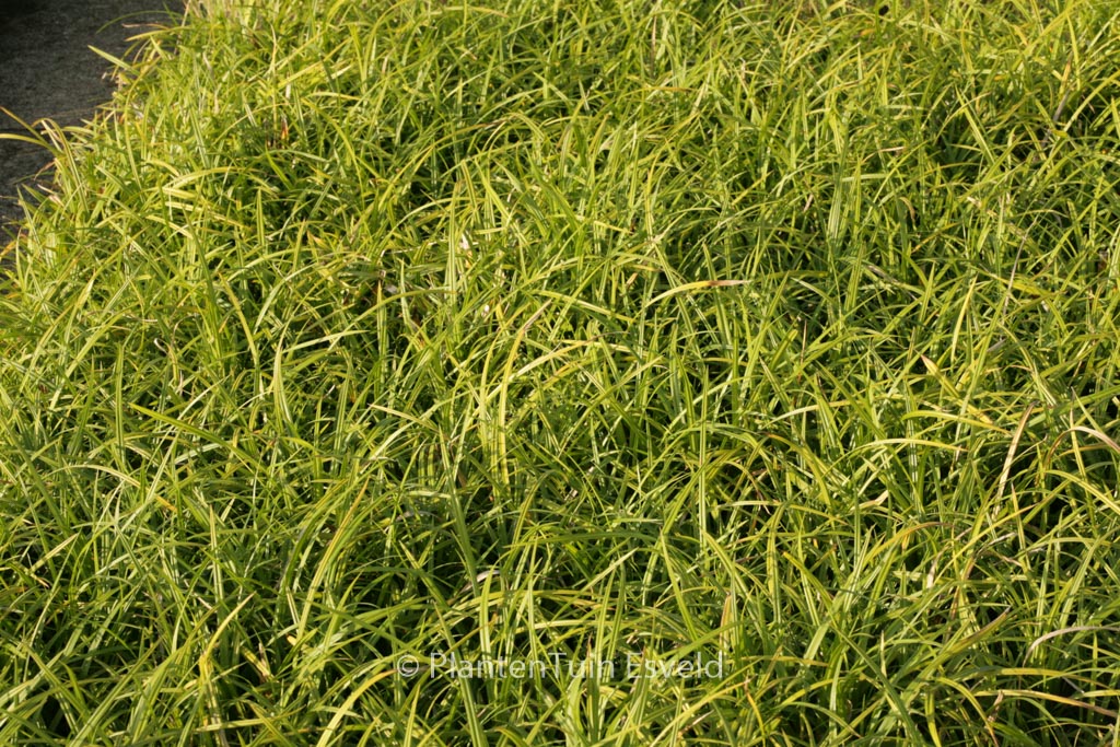 Carex morrowii ‘Irish Green’
