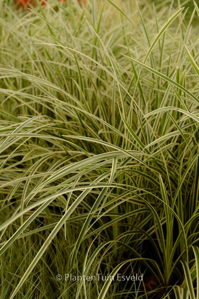 Carex morrowii ‘Vanilla Ice’