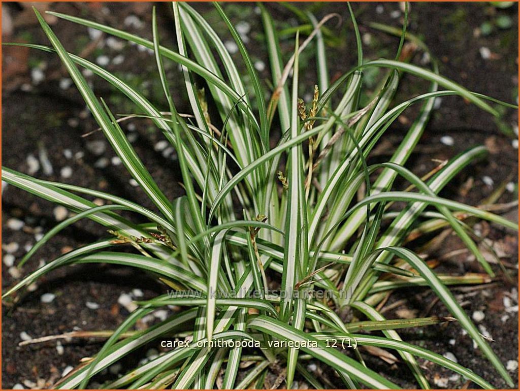 Carex ornithopoda ‘Variegata’