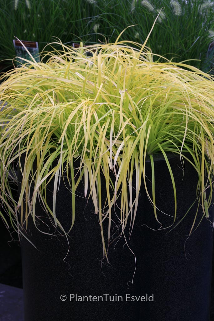 Carex oshimensis ‘Cov’ (EVERILLO)