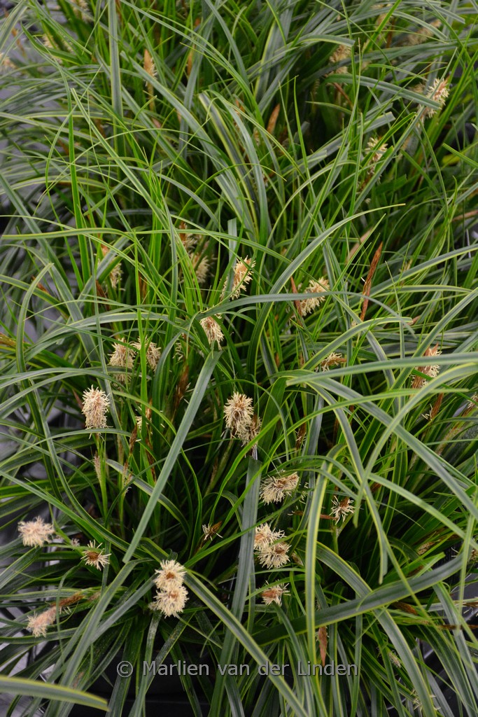 Carex oshimensis ‘Everlime’ (EVERCOLOR)