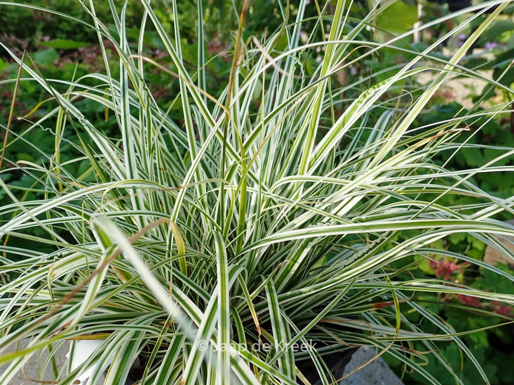 Carex oshimensis ‘Fiwhite’ (EVEREST)