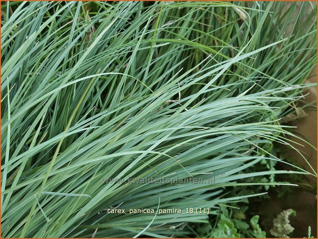 Carex panicea ‘Pamira’
