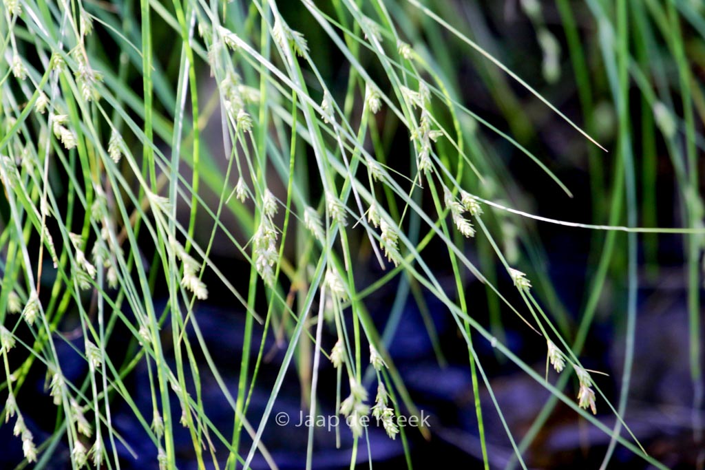 Carex remota