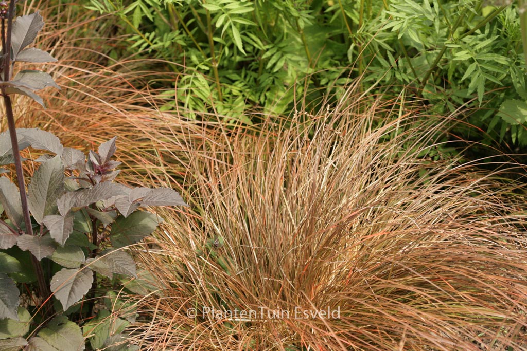 Carex testacea ‘Prairie Fire’