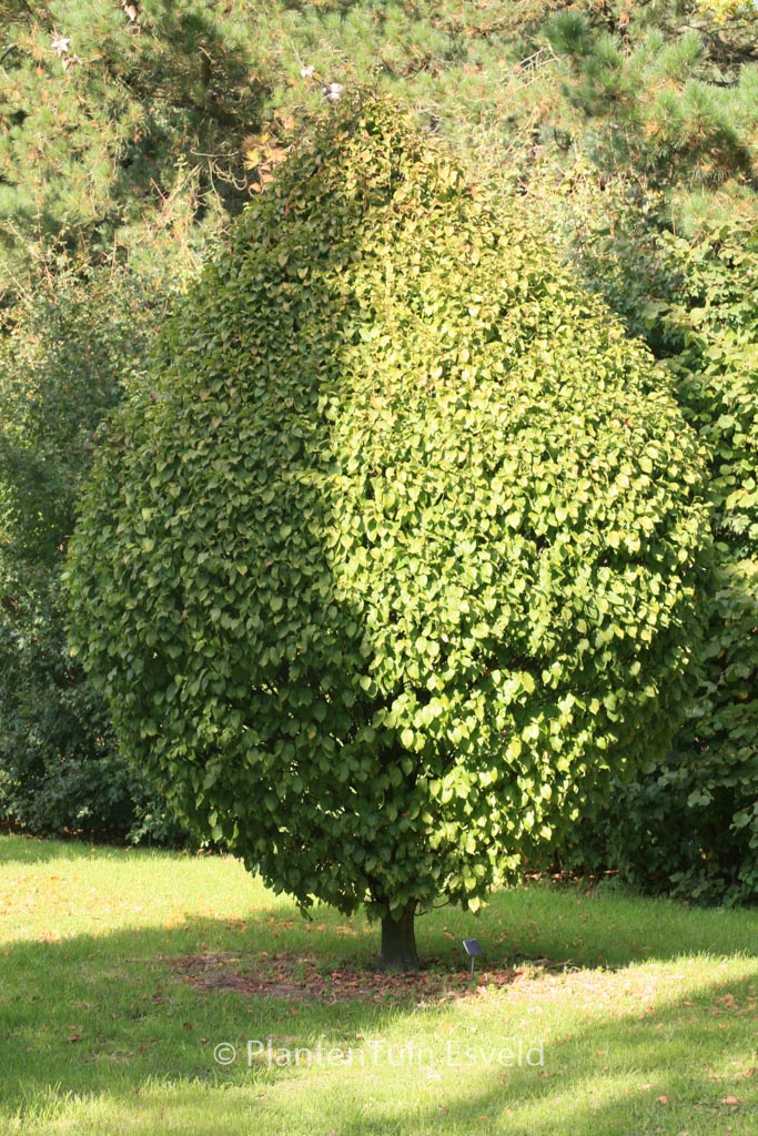Carpinus betulus ‘Columnaris Nana’