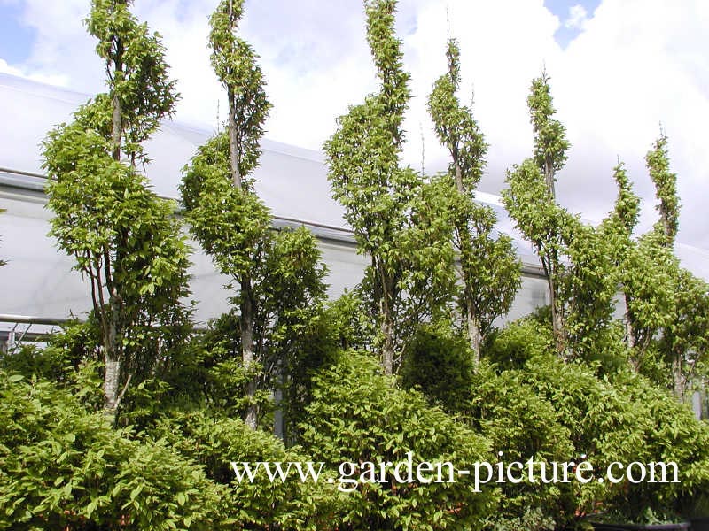 Carpinus betulus ‘Fastigiata’