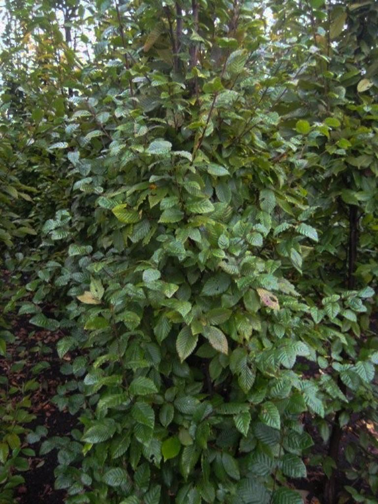 Carpinus betulus ‘Lucas’