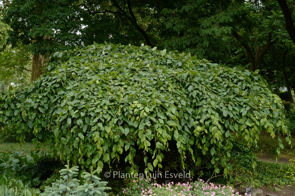 Carpinus betulus ‘Pendula’