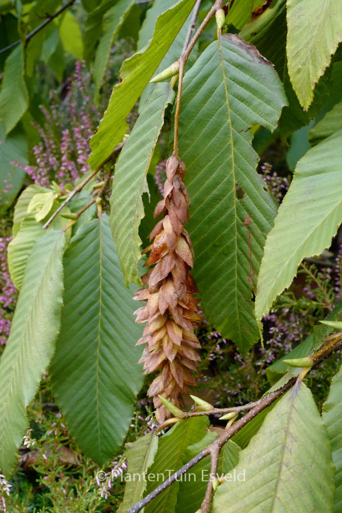 Carpinus fangiana