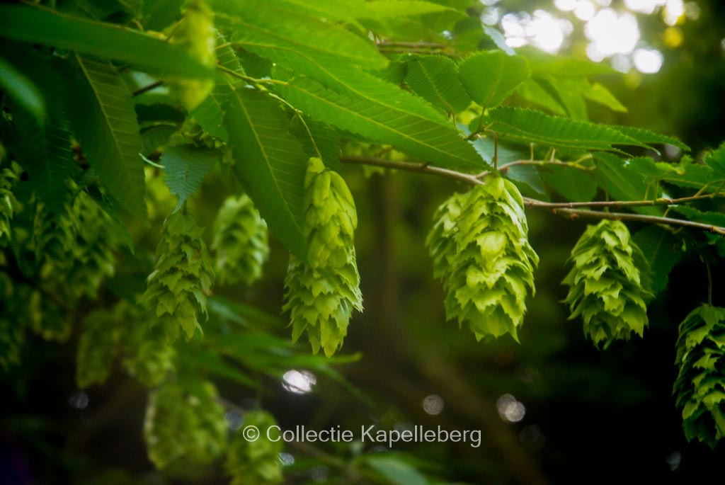 Carpinus japonica ‘Chinese Lantern’