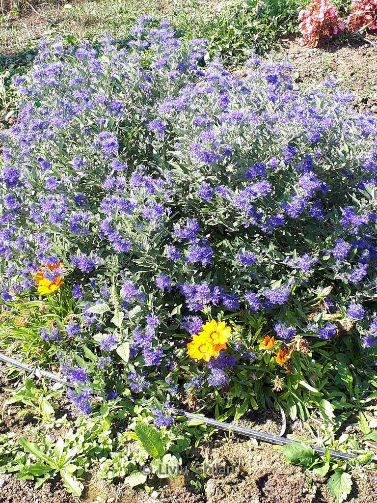 Caryopteris clandonensis ‘Blauer Spatz’