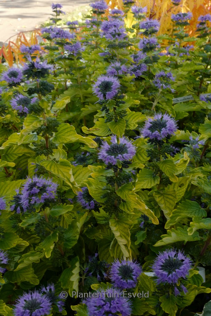 Caryopteris clandonensis ‘Good as Gold’
