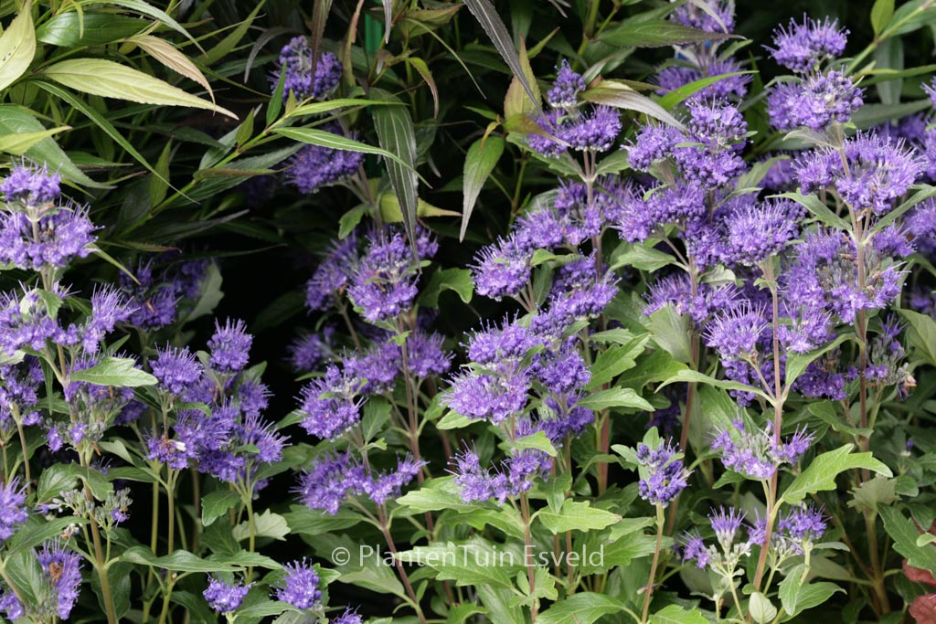 Caryopteris clandonensis ‘Inoveris’ (GRAND BLEU)