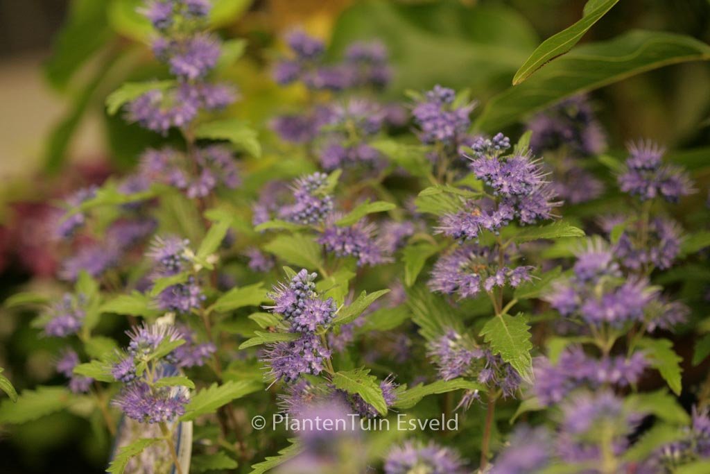 Caryopteris clandonensis ‘Korball’ (BLUE BALLOON)