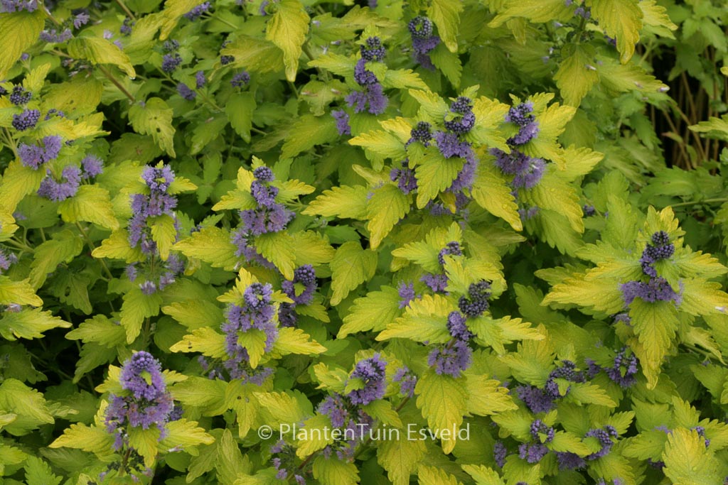 Caryopteris clandonensis ‘Lisaura’ (HINT OF GOLD)