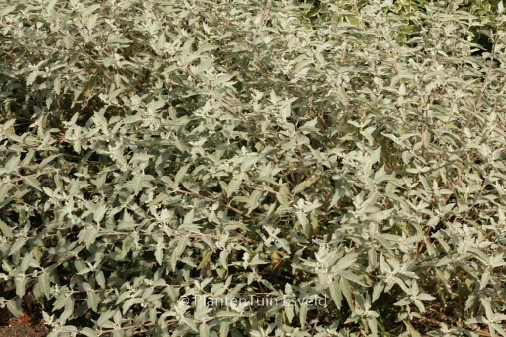 Caryopteris clandonensis ‘Lissilv’ (STERLING SILVER)
