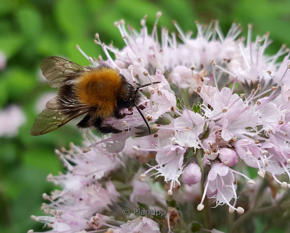 Caryopteris clandonensis ‘Lissteph’ (STEPHI)