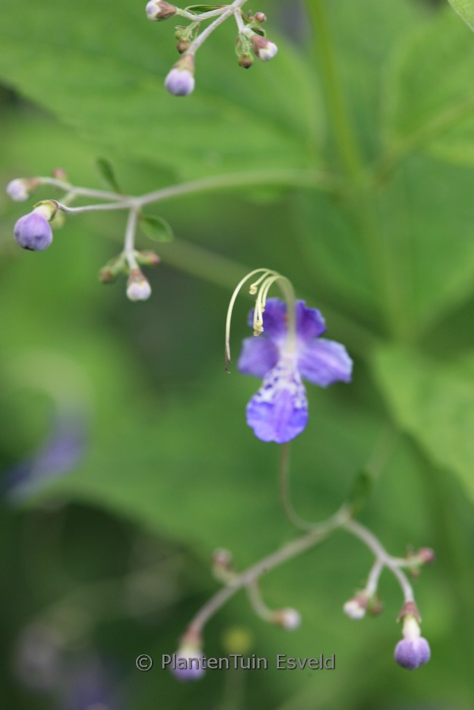 Caryopteris divaricata