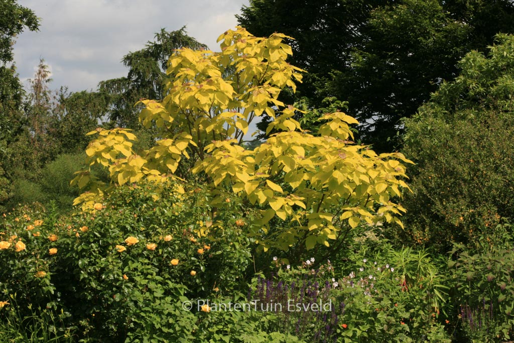 Catalpa bignonioides ‘Aurea’