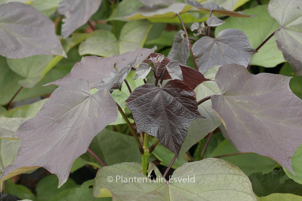 Catalpa erubescens ‘Purpurea’